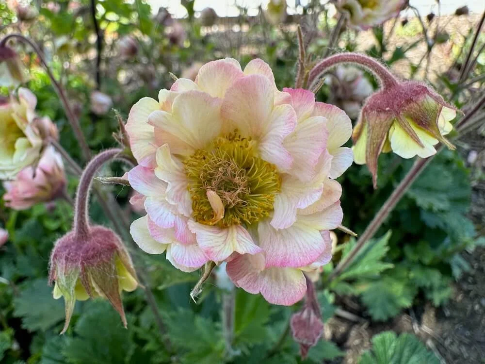 Geum 'Pretticoats Peach' 04.jpeg