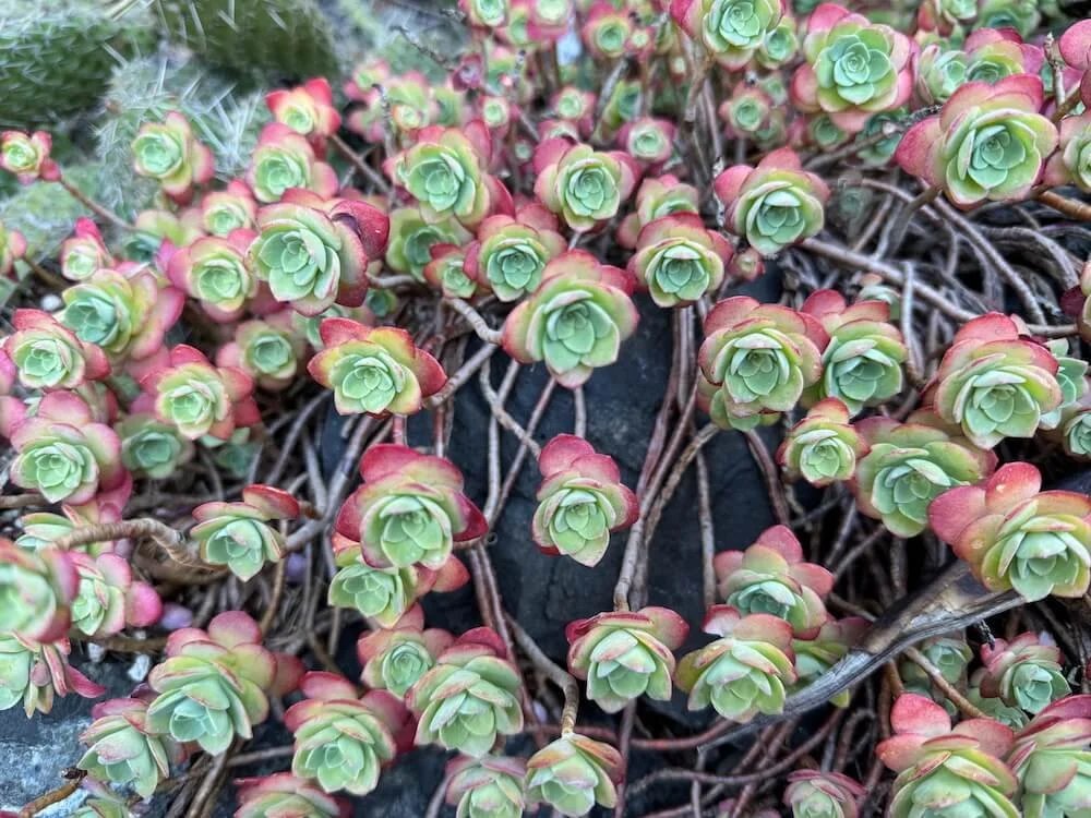 Sedum palmeri 03.jpeg