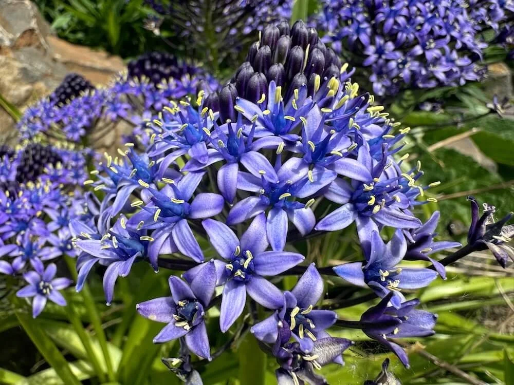 Scilla Peruviana 02.jpeg