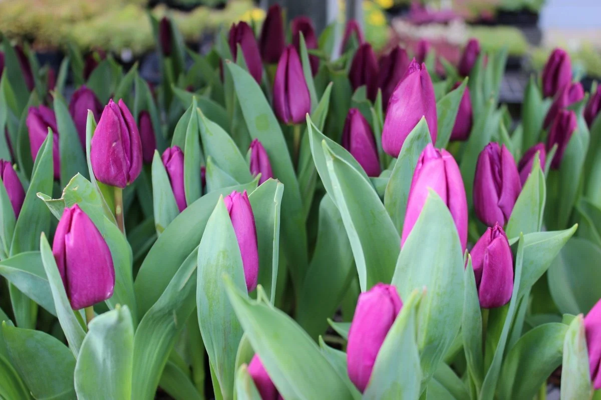Tulip 'Purple Prince' 01.jpg