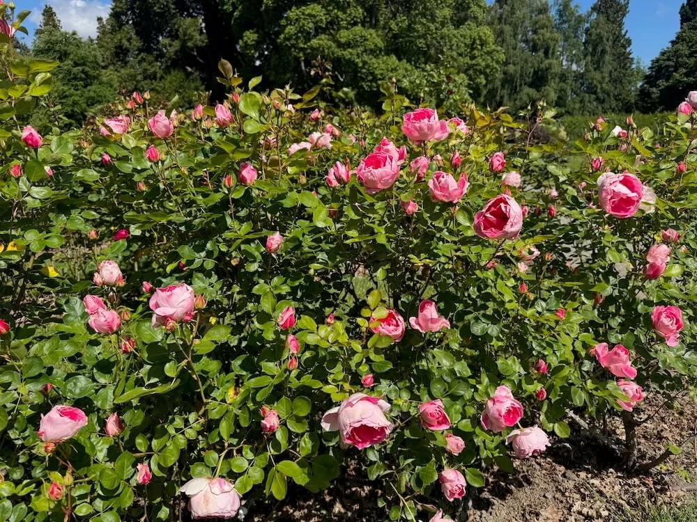 Rosa 'Carefree Wonder' 03.jpeg