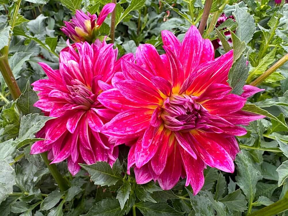 Dahlia 'Raspberry Punch' 04.jpeg