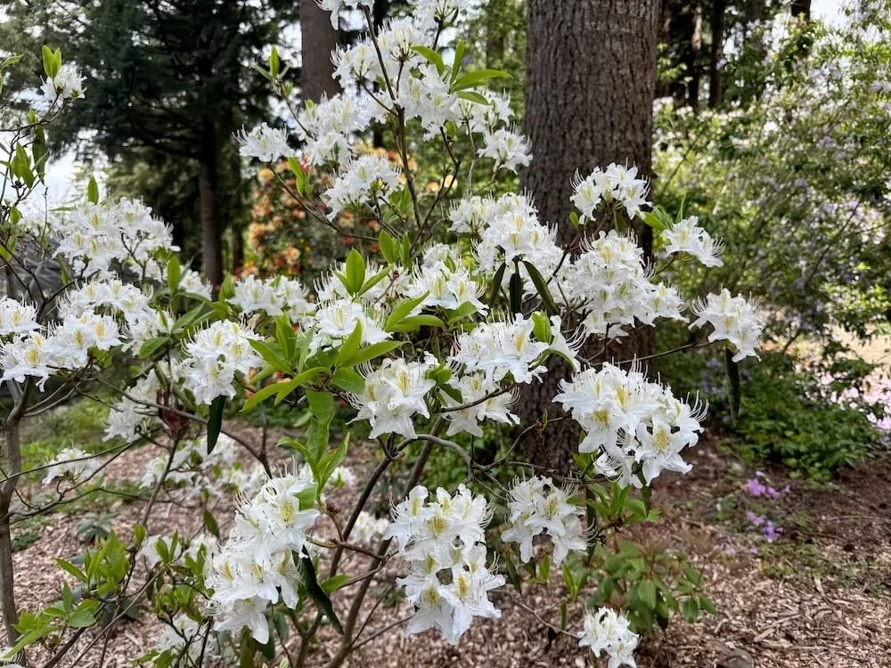 Rhododendron augustinii ssp. hardyii 03.jpeg