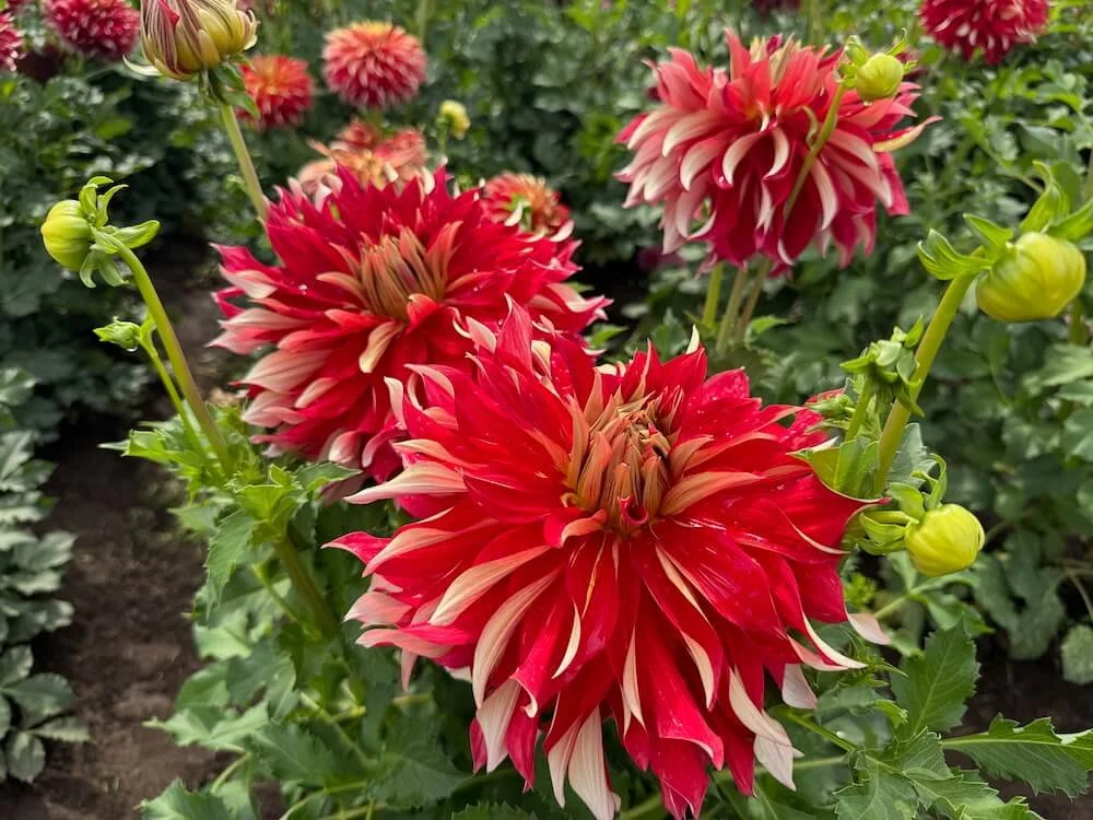 Dahlia 'Nick Sr.' 02 04.jpeg
