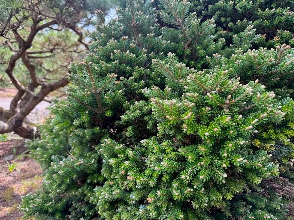 Abies koreana 'Silberzwerg' 02.jpeg
