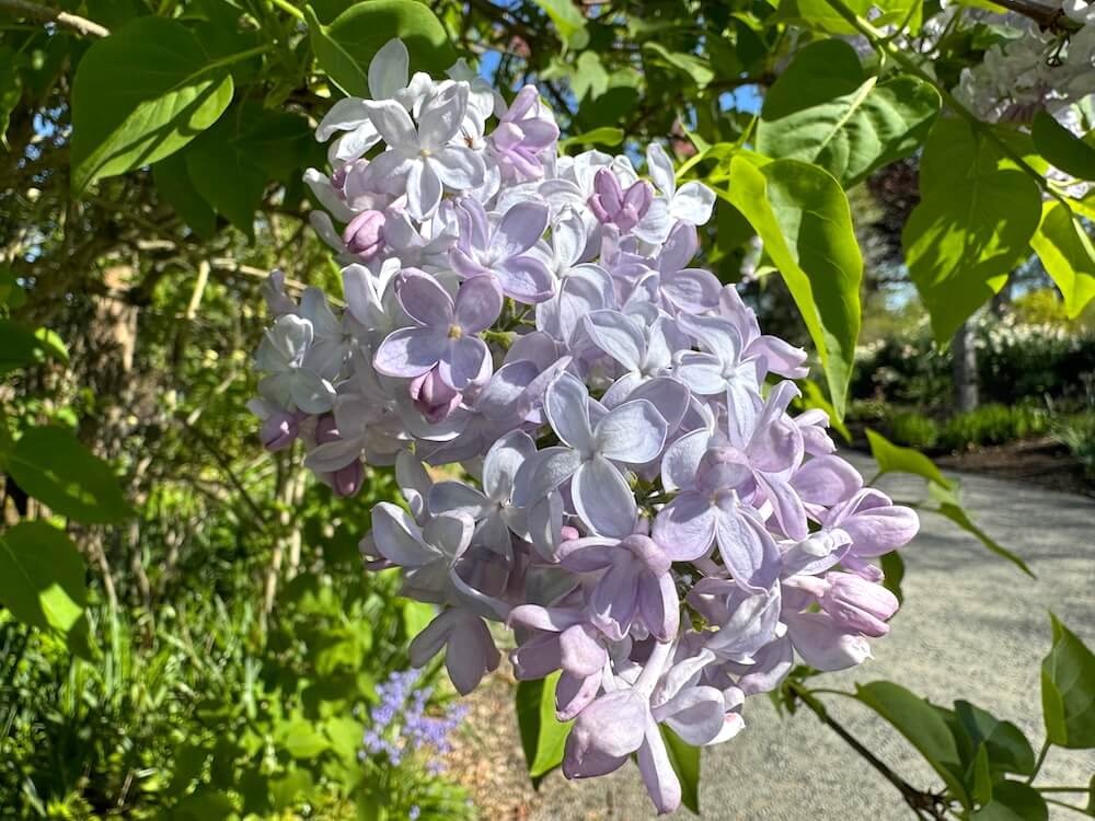 Syringa vulgaris 'Little Boy Blue' 02.jpeg