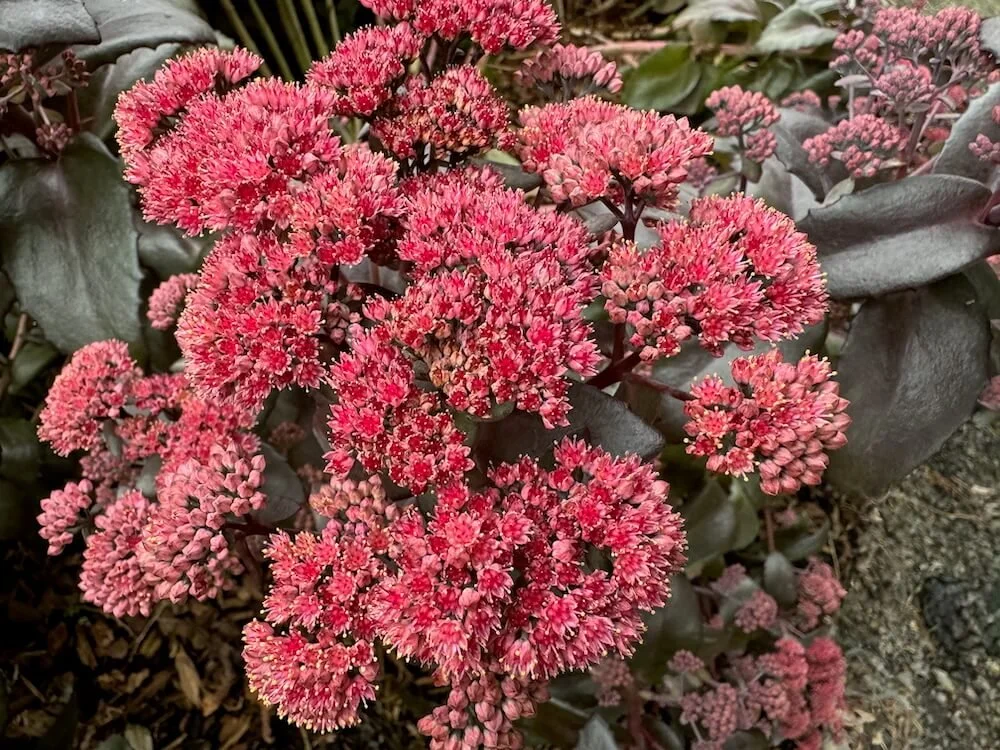 Hylotelephium 'TNSEDECF' 04.jpeg