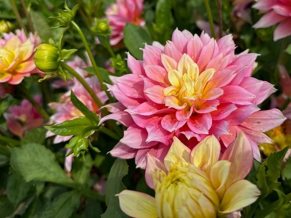 Dahlia 'Fairytale' 02.jpeg