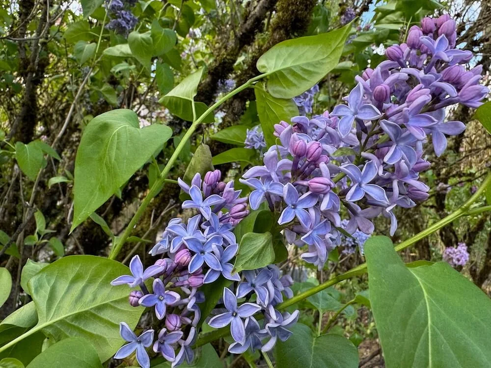 Syringa vulgaris 'President Lincoln' 03.jpeg