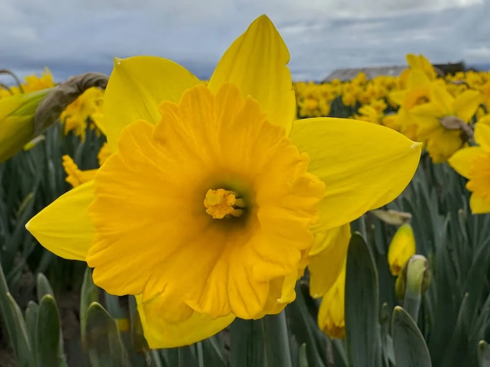 Narcissus pseudonarcissus 01.jpeg