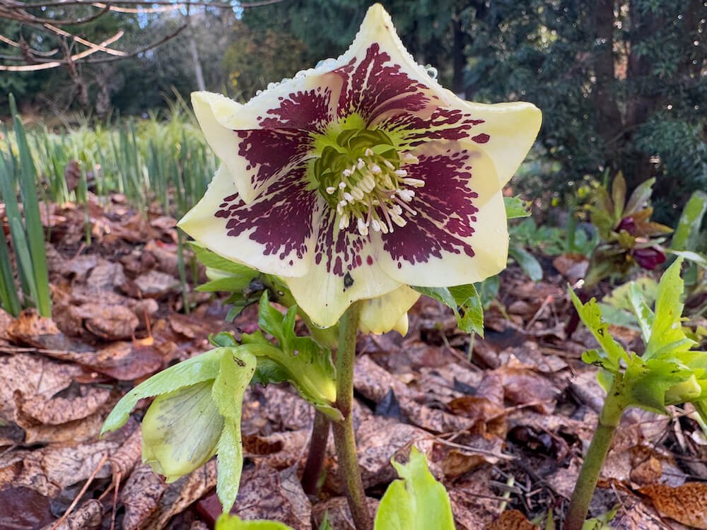Helleborus x Honeymoon 'Rio Carnival' 05.jpeg