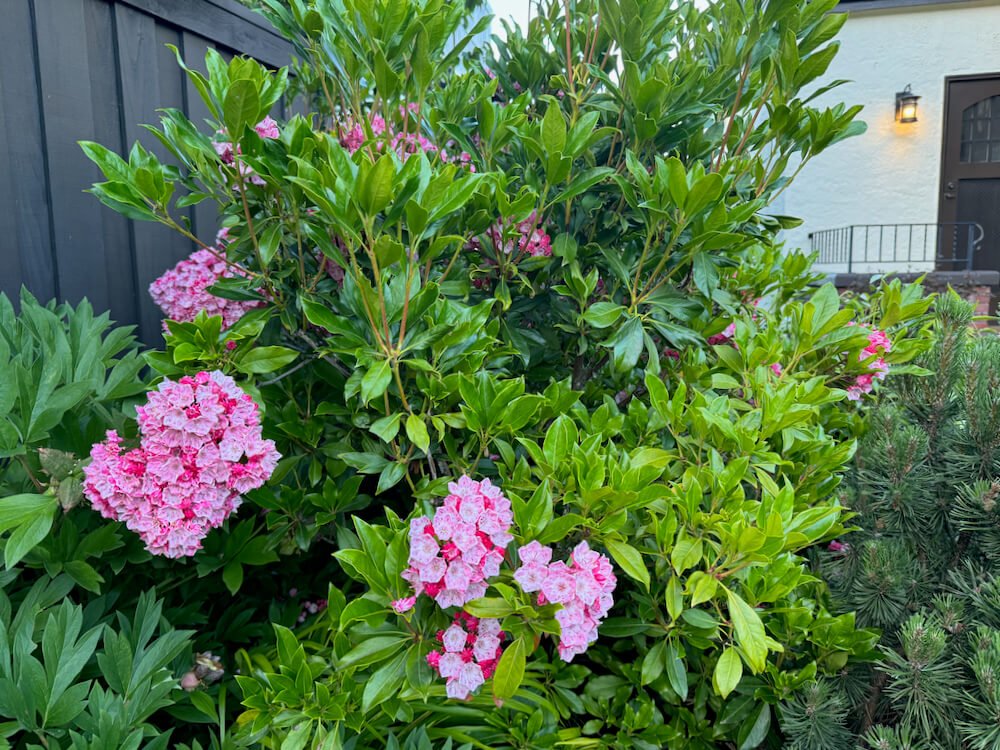 Kalmia latifolia 'Pink Charm' 03.jpeg