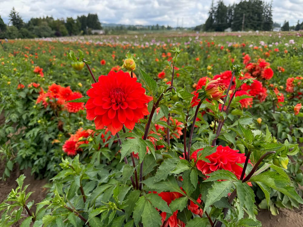 Dahlia 'Swan's Olympic Flame' 03.jpeg