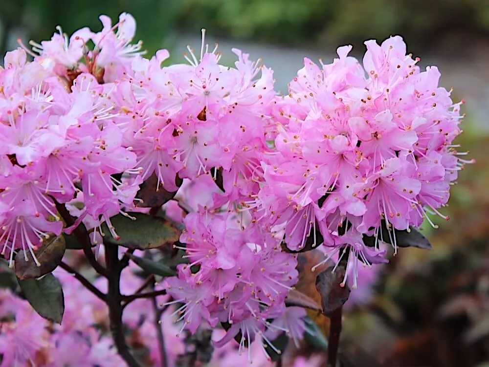 Rhododendron racemosum 'Rock Rose' 01.jpeg