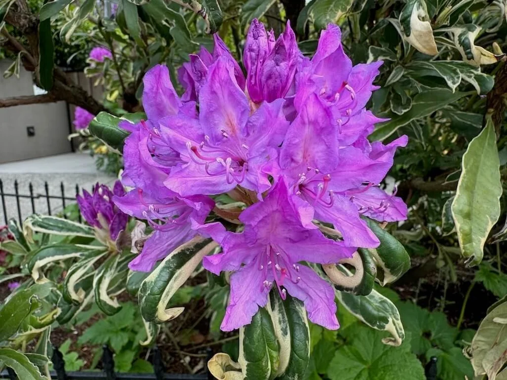 Rhododendron ponticum 'Variegatum' (Variegated Pontic Rhododendron)   Northwest Blooms