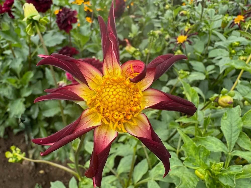 Dahlia 'Tahoma Moonshot' 02.jpeg