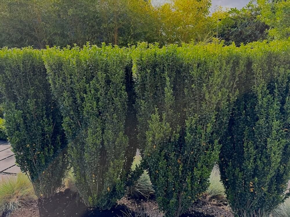 Ilex crenata 'Sky Pencil' 01.jpeg