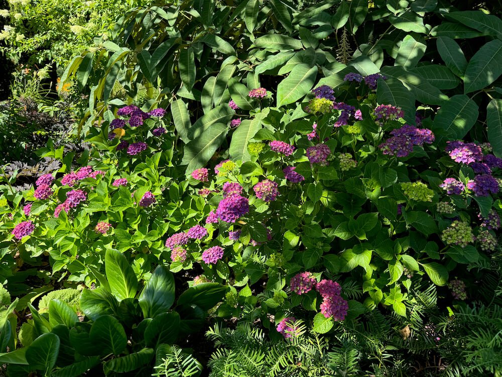 Hydrangea macrophylla 'Horwack' 01.jpeg