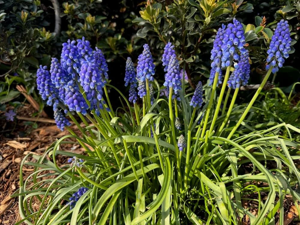 Muscari armeniacum 02.jpeg