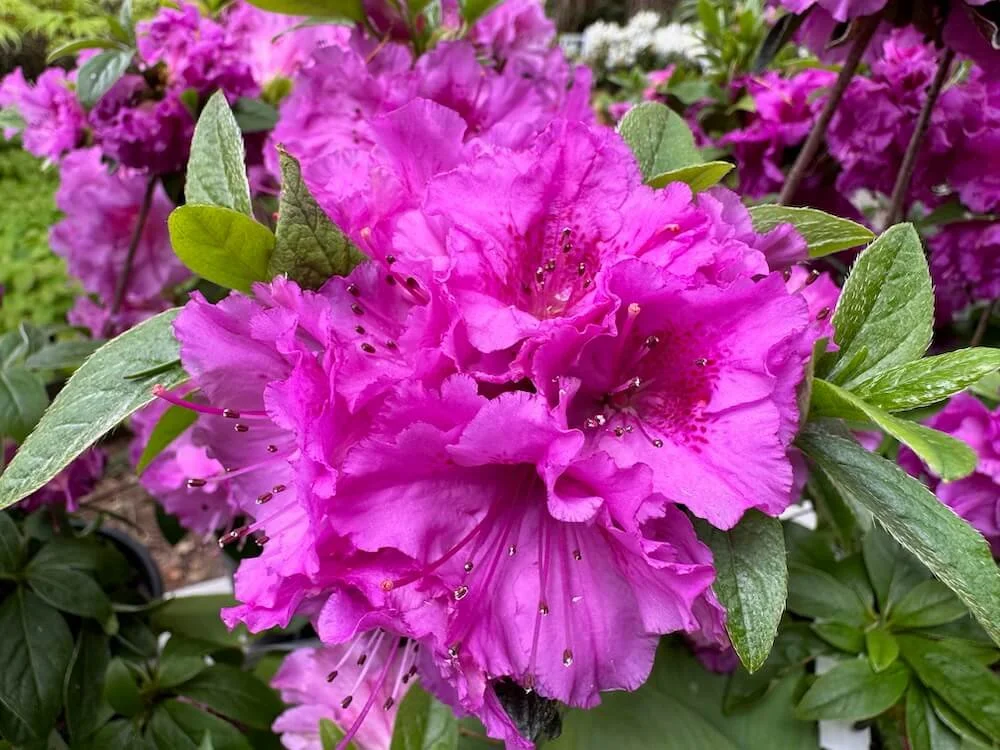 Rhododendron 'Sherwood Orchid' 01.jpeg