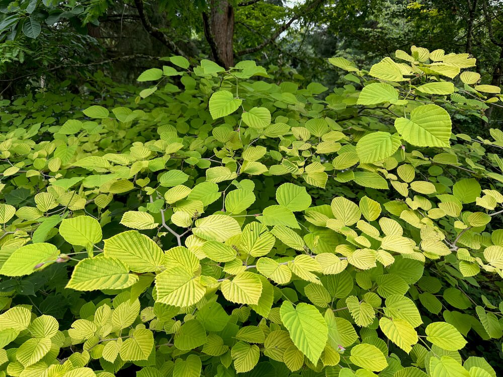 Corylopsis spicata 'Aurea' 03.jpeg