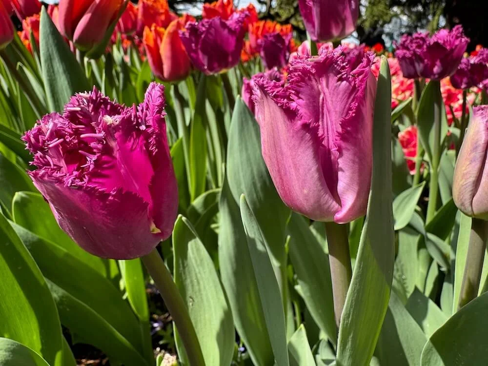 Tulipa 'San George' | San George Fringed Tulip