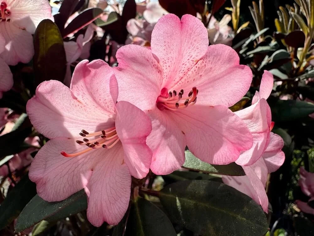 Rhododendron bureavii 'Hansel' 01.jpeg