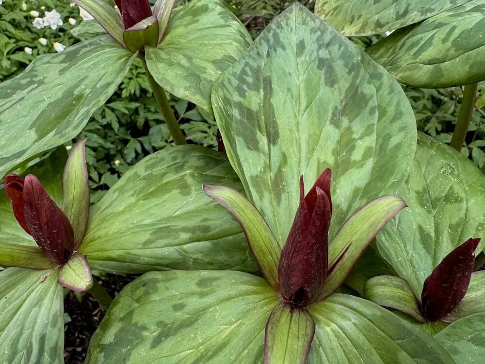 Trillium cuneatum 03.jpeg