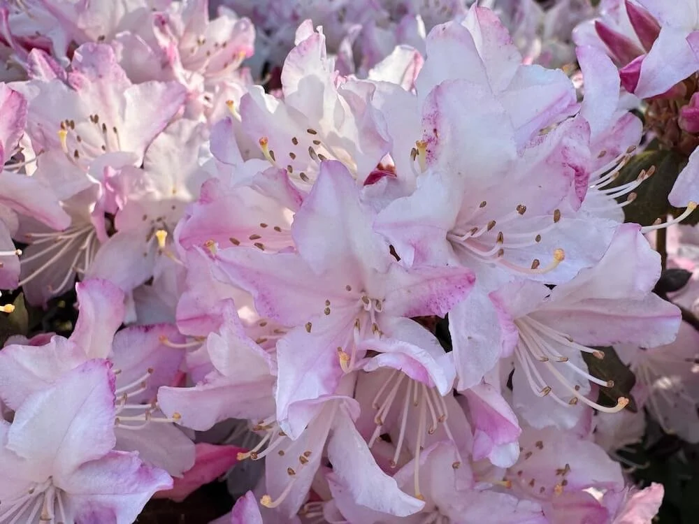 Rhododendron 'Wee Bee' 01.jpeg