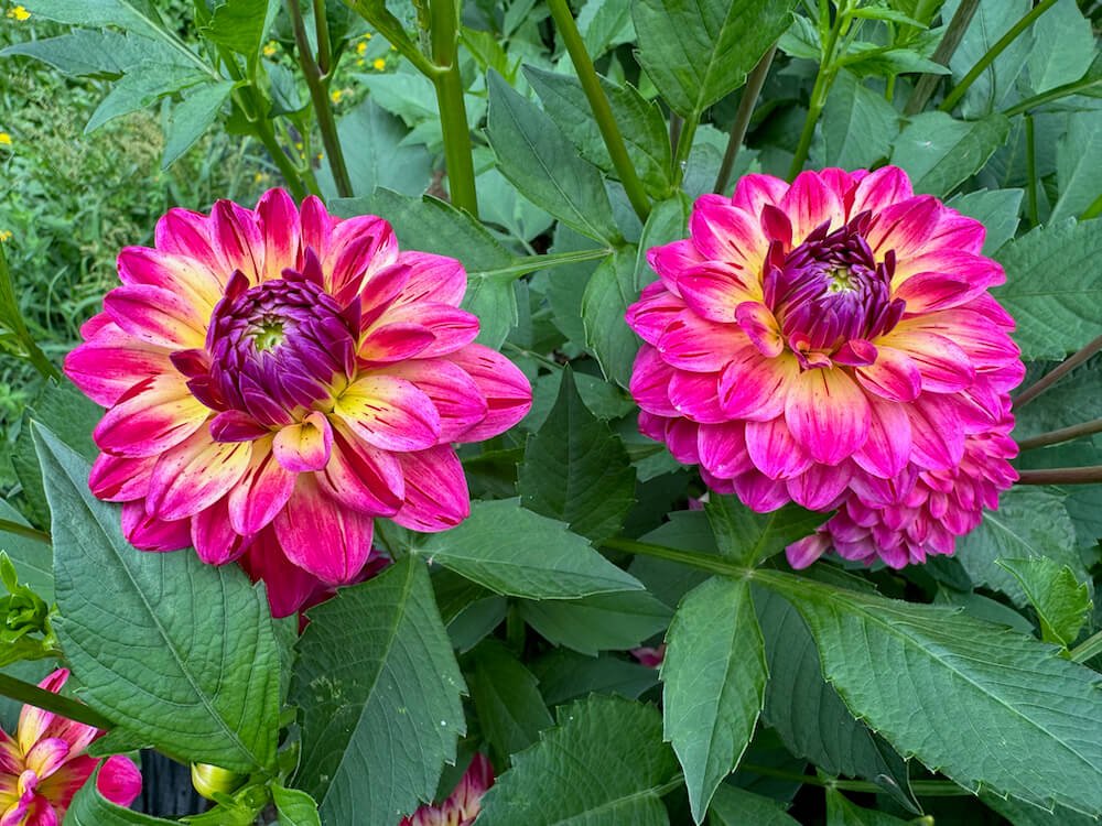 Dahlia 'Variegated Brittany Ray' 02.jpeg