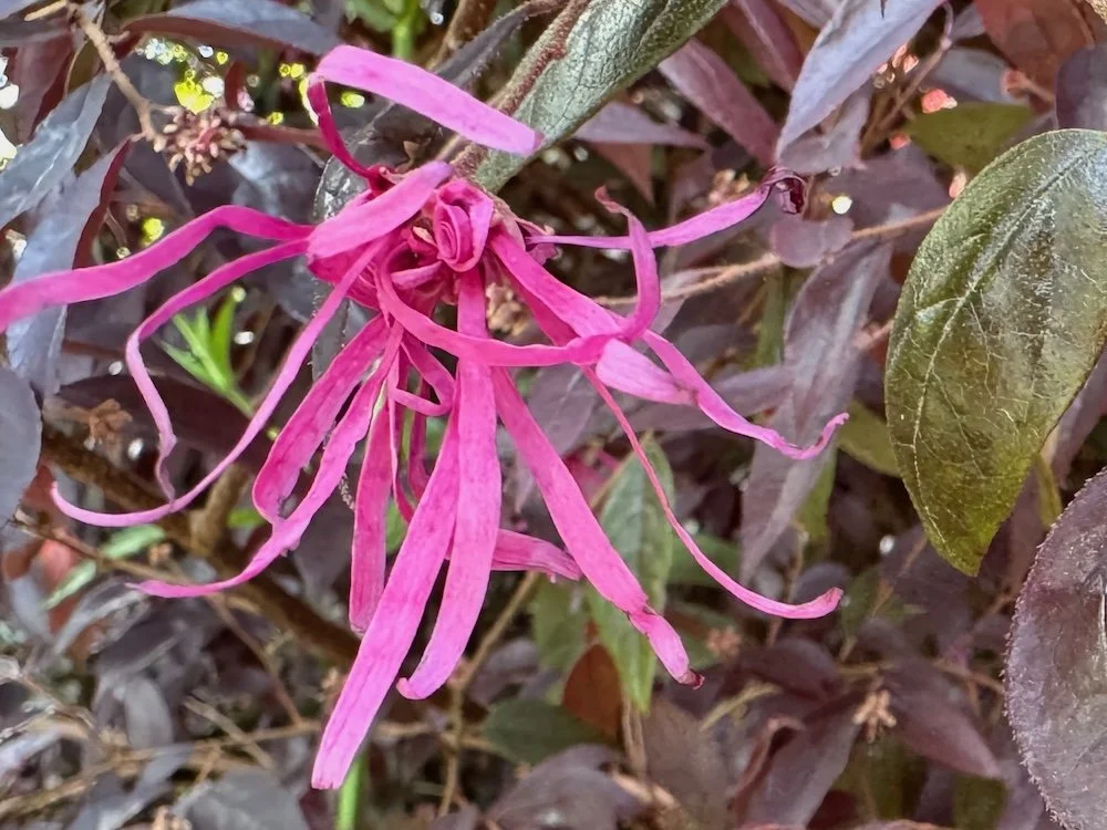 Loropetalum chinense var. rubrum 'Burgundy' 04.jpeg