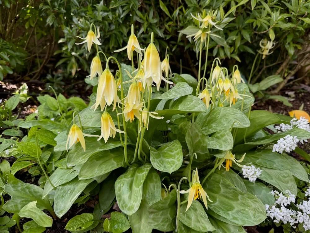 Erythronium oregonum | Oregon Fawn Lily