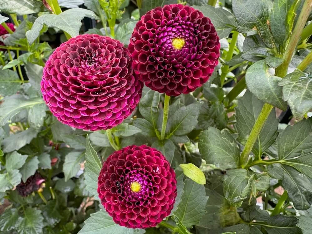 Dahlia 'Crossfield Ebony' 02.jpeg