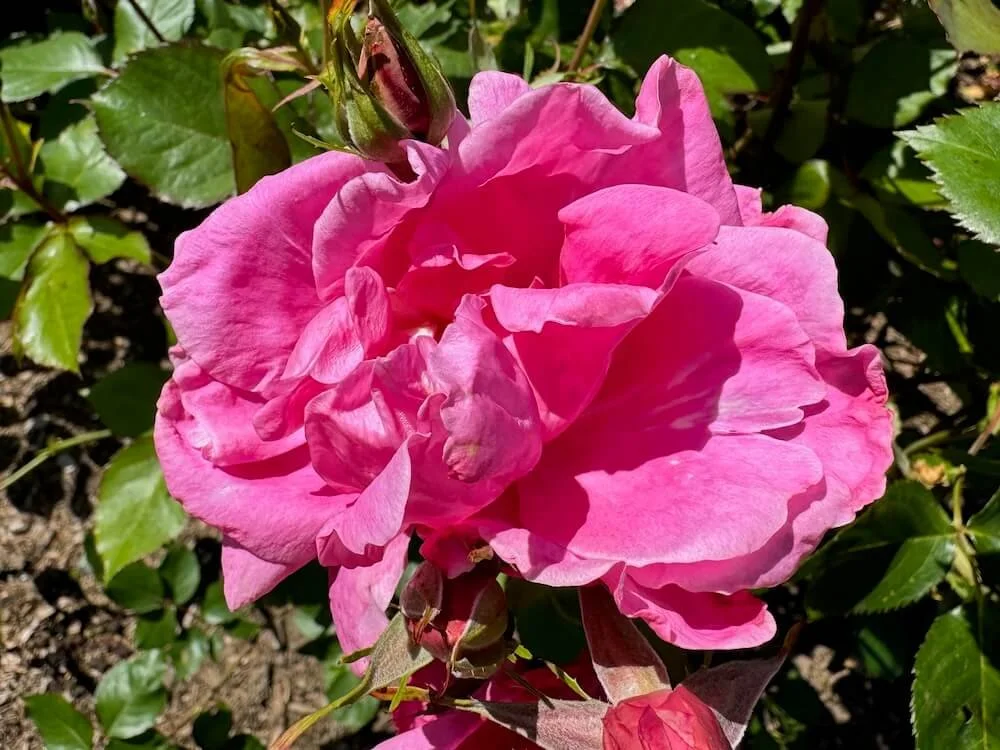 Rosa 'Bucbi' 01.jpeg