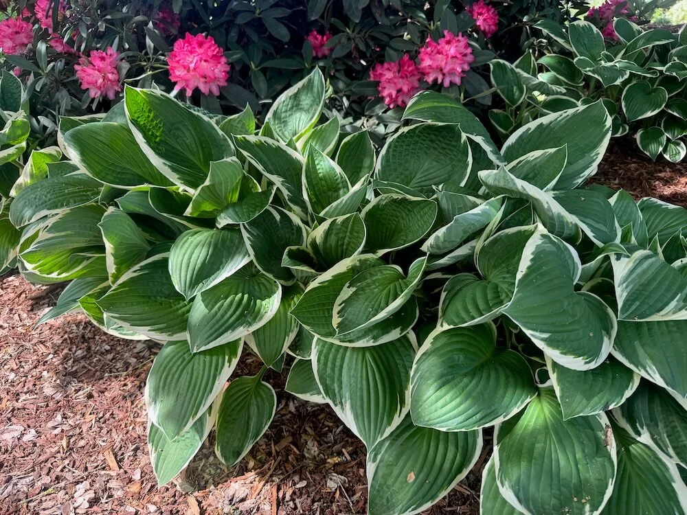 Hosta x 'Francie' 02.jpeg
