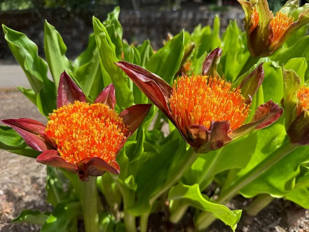 Scadoxus puniceus 01.jpeg