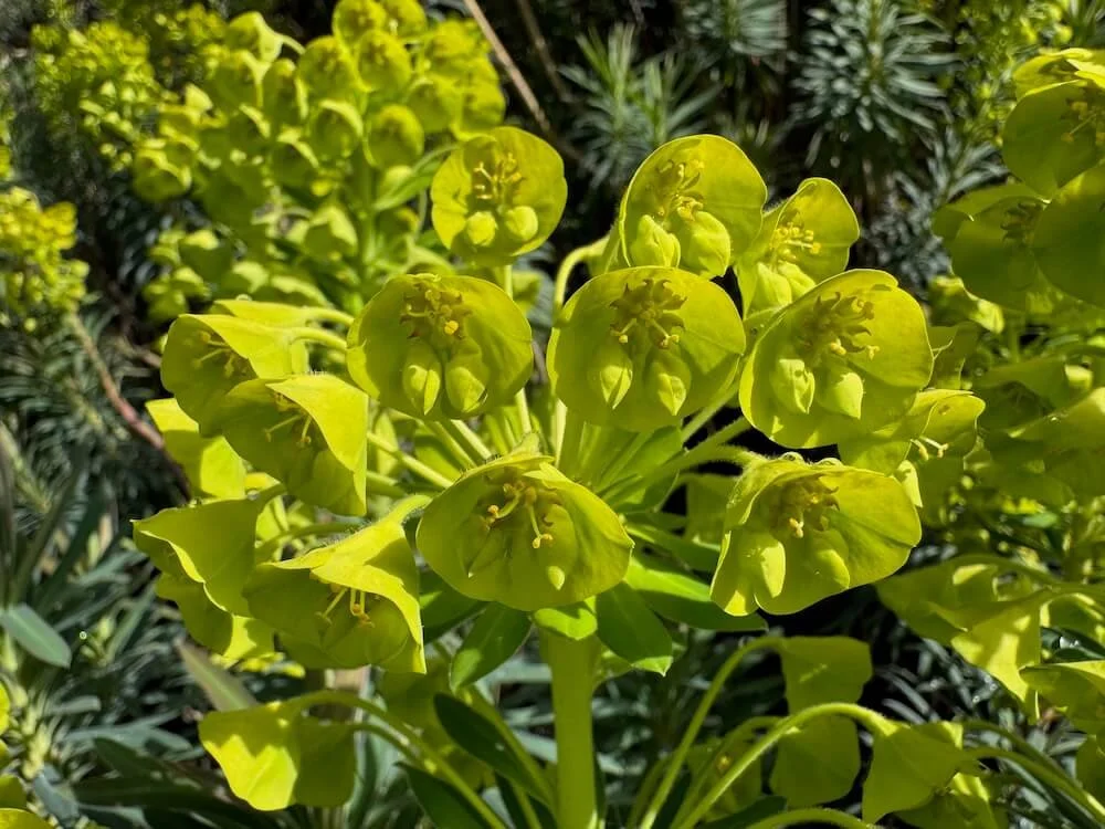 Euphorbia characias. subsp. wulfenii 06.jpeg