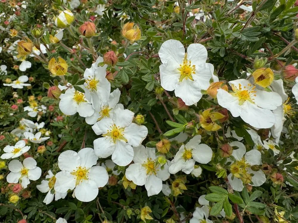 Potentilla fruticosa 'Abbotswood' 02.jpeg