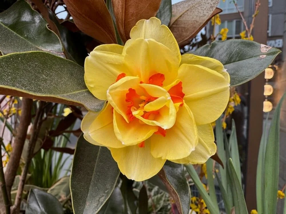 Narcissus 'Tahiti' | Tahiti Daffodil