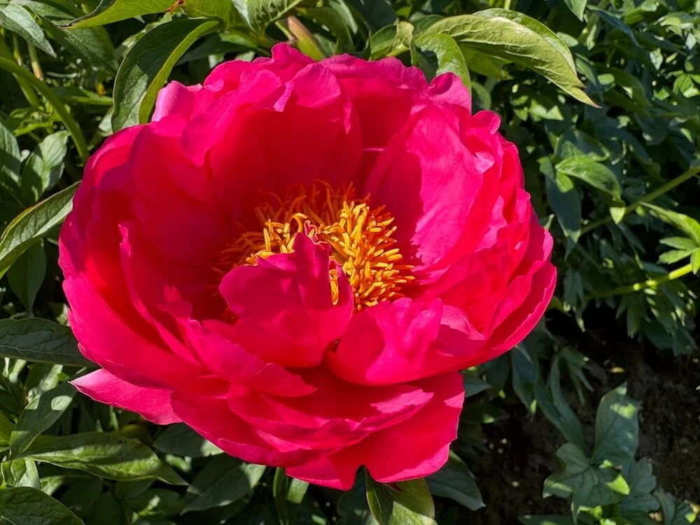 Paeonia × lactiflora 'Cytherea' 01.jpeg