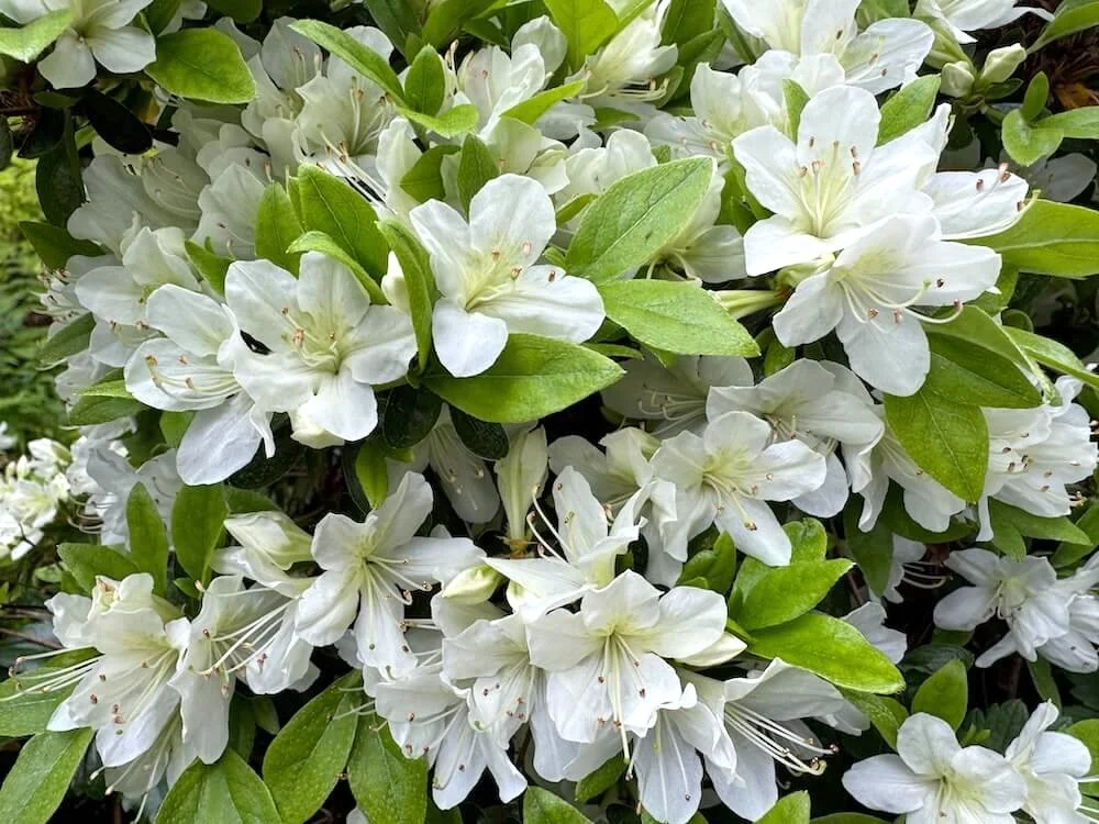 Rhododendron albiflorum Hook. var. albiflorum 01.jpeg