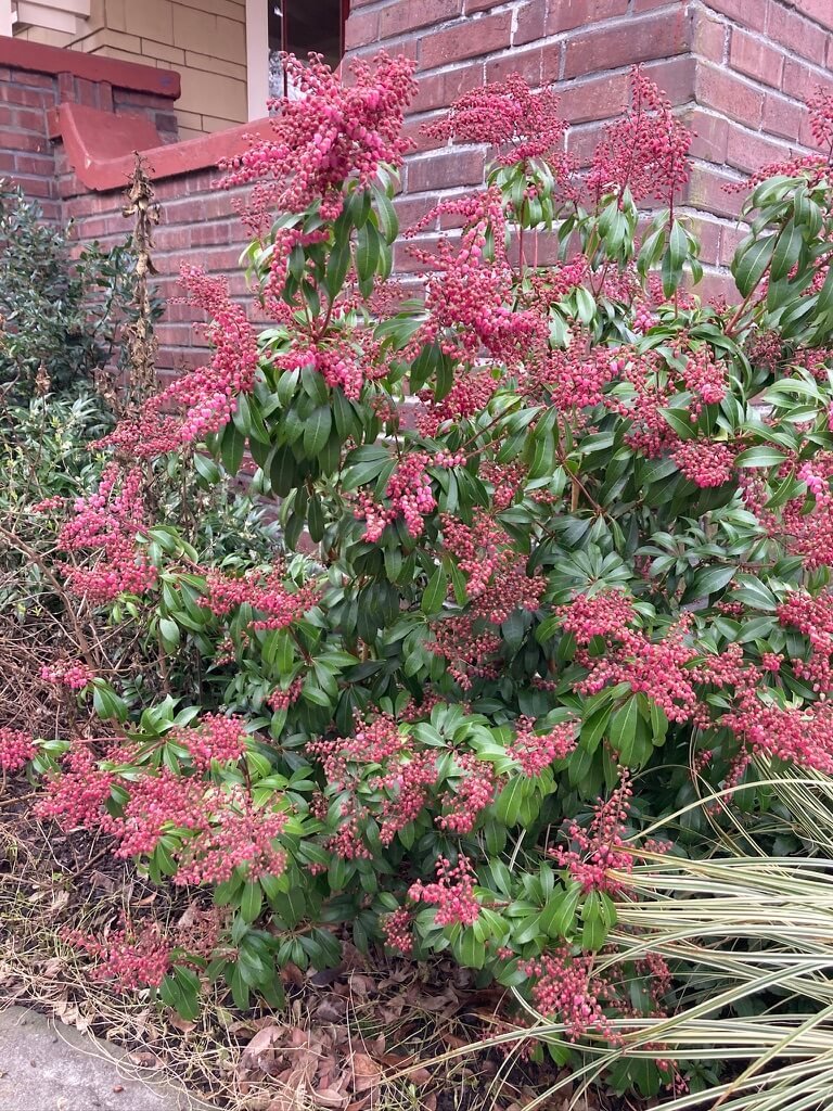Pieris japonica 'Interstella' 03.jpeg