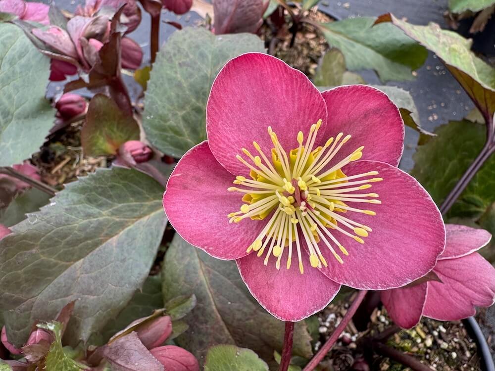 Helleborus x iburgensis 'Cheryl's Shine' 02.jpeg