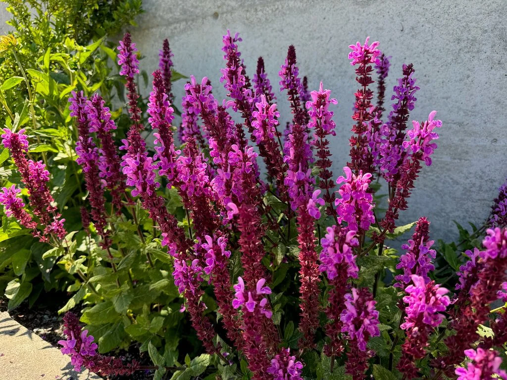 Salvia nemorosa 'Rose Marvel' 01.jpeg