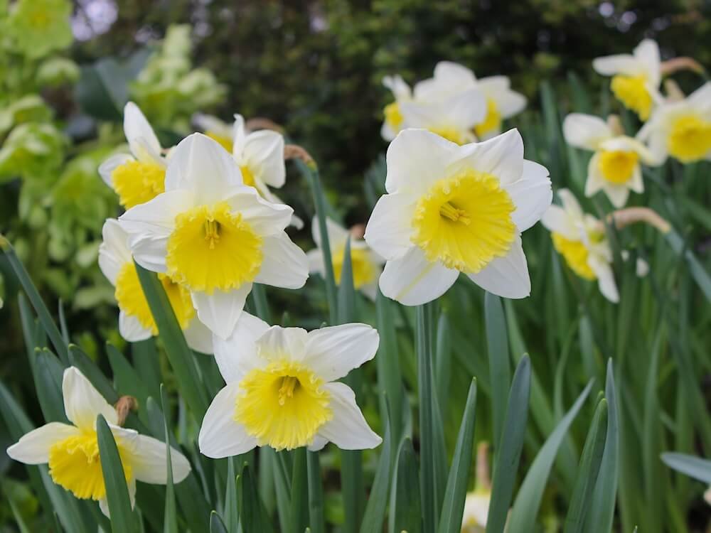 Narcissus 'Ice Follies' 03.JPG