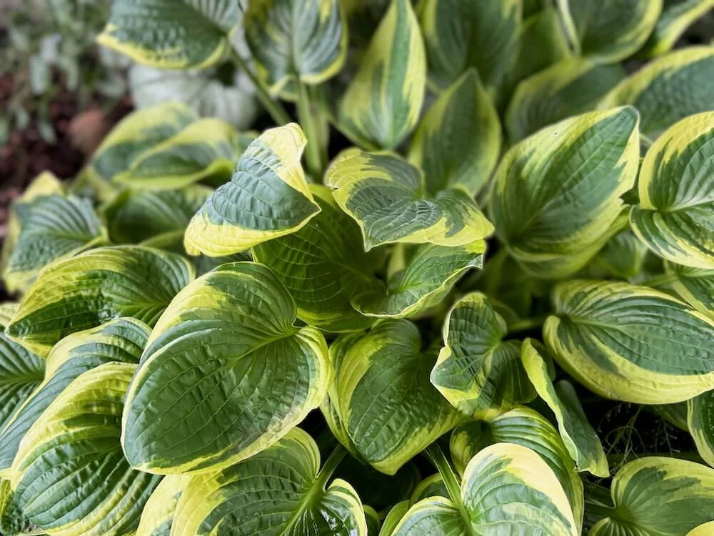 Hosta x 'Wild Brim' 04.jpeg