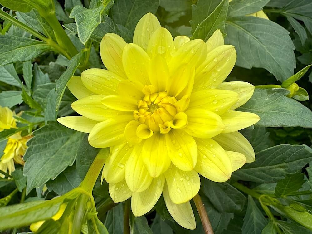 Dahlia 'Lovely Rita' 01.jpeg