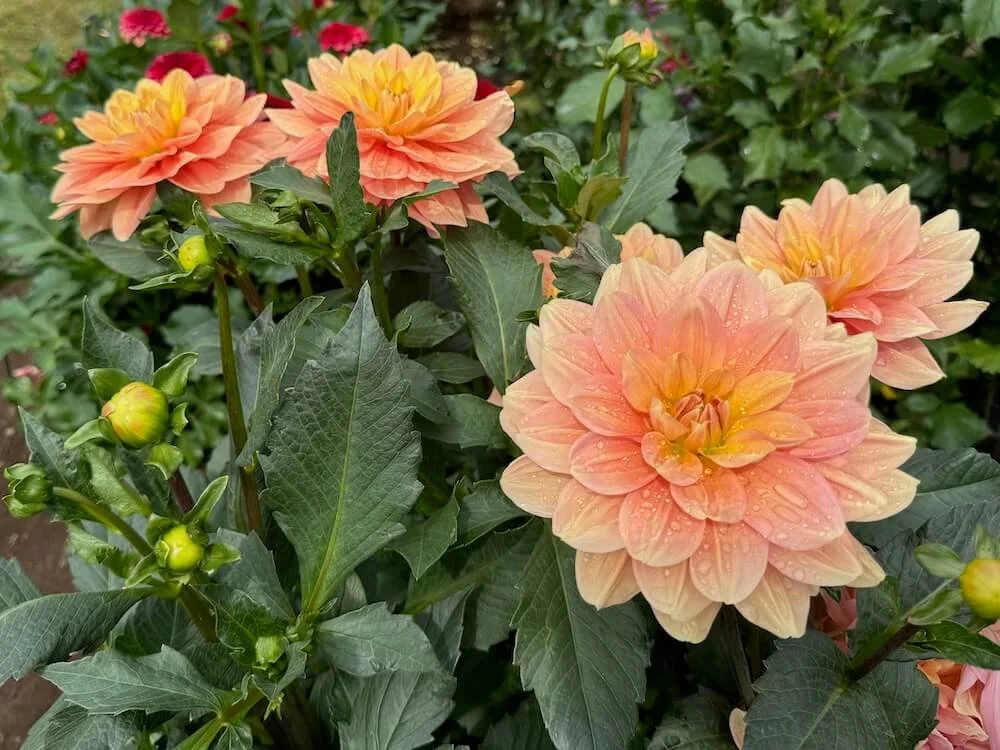 My Forever Dahlia 05.jpeg