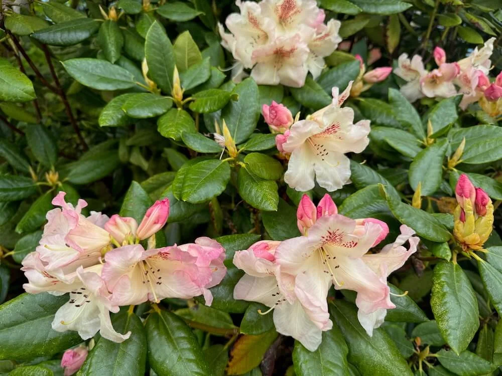 Rhododendron 'Mrs. Betty Robertson' 04.jpeg