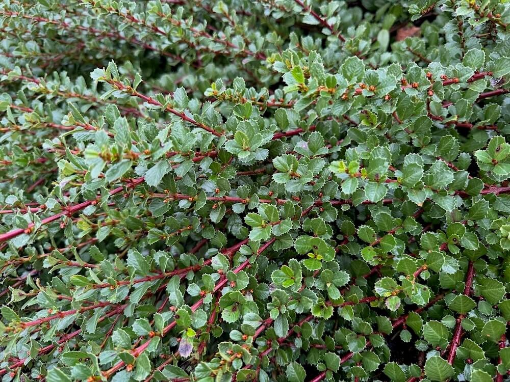 Ceanothus gloriosus 01.jpeg